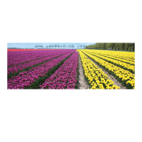 Magneet Panorama Tulpenvelden / Magnet Panorama Tulip fields